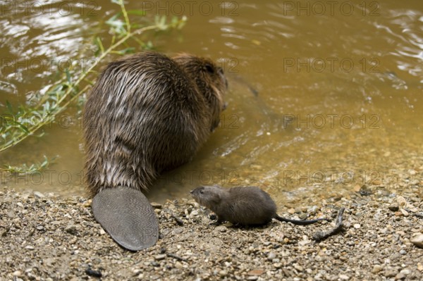 European beaver (Castor fiber) and chub (Squalius cephalus), Rosenheim, Bavaria, Germany, Europe