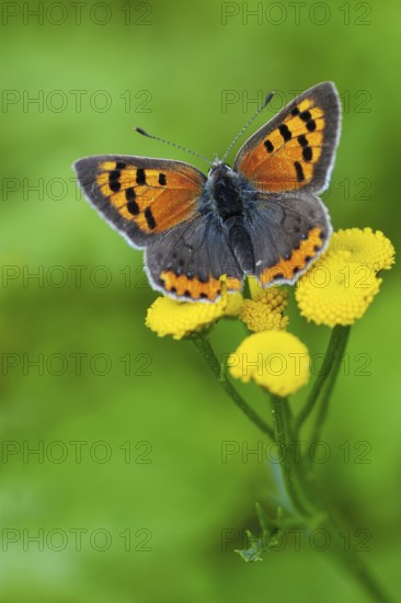 (Lycaena phlaeas) (Tanacetum vulgare) (Chrysanthemum vulgare)