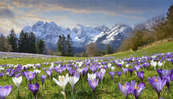 KI generated, The first blooming crocuses on a mountain meadow, spring is approaching, (Crocus vernus)