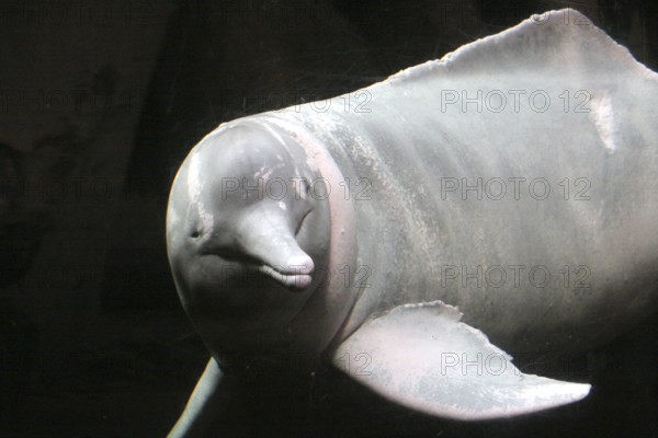 Amazon dolphin