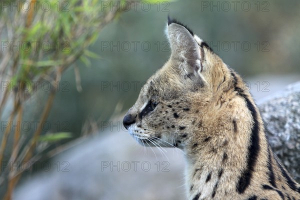 Serval