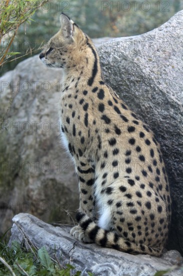 Serval