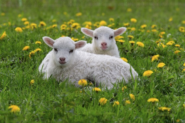 Lamb from Skudde on a meadow. The East Prussian Skudde with lamb