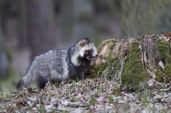 Marderhund, Nyctereutes procyonoides, common raccoon dog