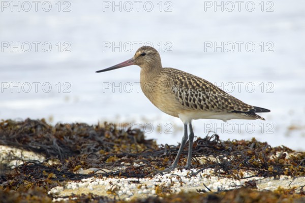Bar-tailed godwit