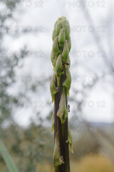 Close-up of a wild asparagus, Asparagus acutifolius, with ants crawling up its stem and background out of focus