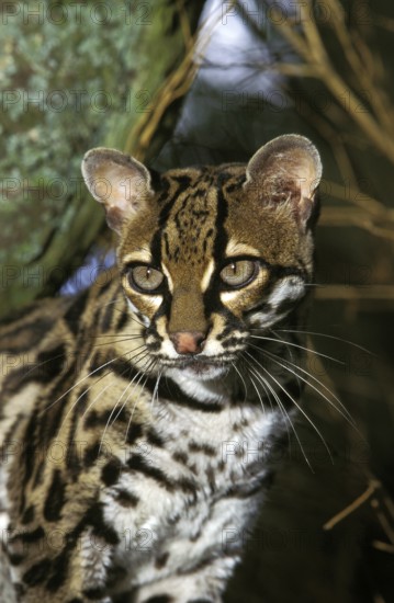 Margay cat, leopardus wiedi, portrait of an adult