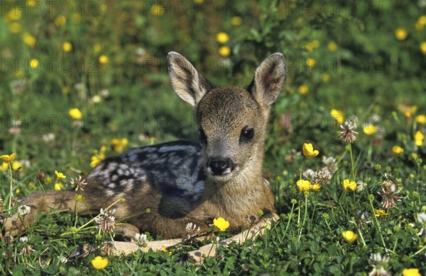 Roe Deer (capreolus capreolus), Fawn laying in Flowers, Normandy
