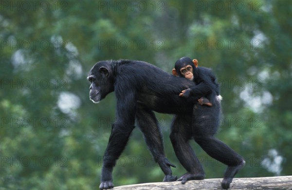 CHIMPANZEE (pan troglodytes), FEMALE CARRYING YOUNG ON ITS BACK