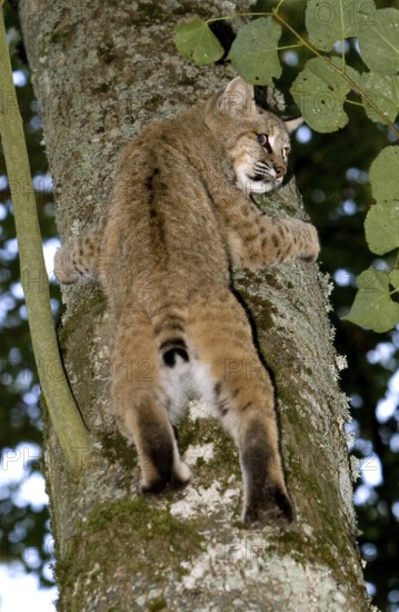 Sand Cat (felis margarita), Adult Climbing Tree Trunk