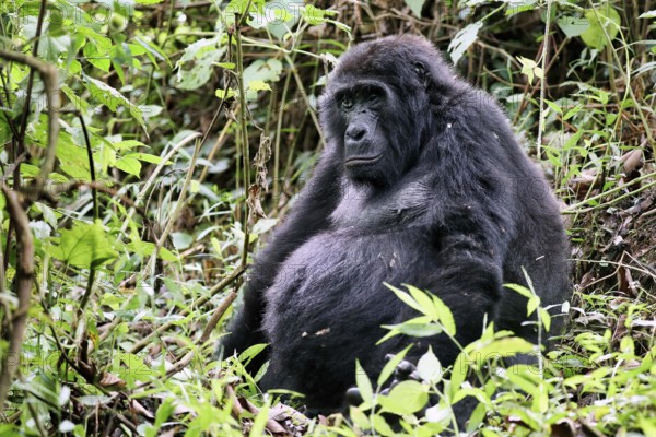 Old Mountain Gorilla (Gorilla beringei beringei) at Bwindi Impenetrable National Park Uganda