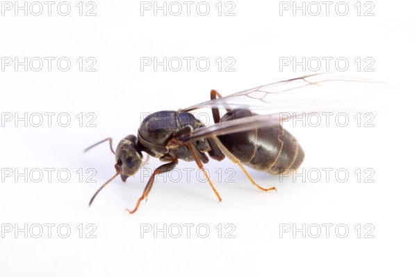 Horse ant, female (Camponotus ligniperda), ant, ants, lateral