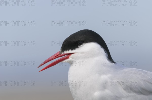 Arctic tern (Sterna paradisaea), NIedersachsen, Germany, Europe