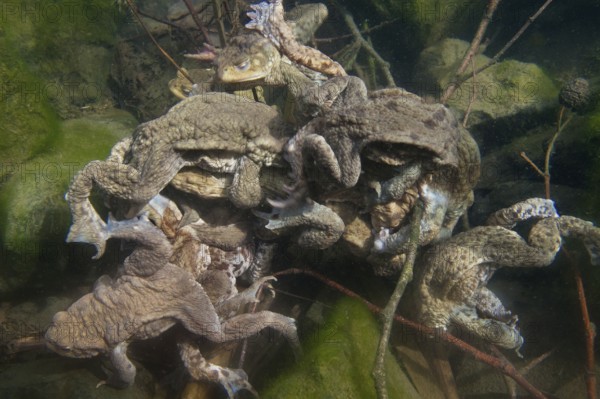 Common toad (Bufo bufo), under water, mating, Rhineland-Palatinate, Germany, Europe