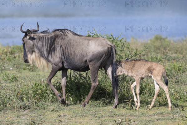 Wildebeest (Connochaetes), cow with calf, Ndutu Conservation Area, Tanzania, Africa