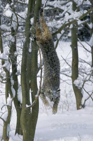 BOBCAT (lynx rufus), ADULT LEAPING FROM TREE, CANADA