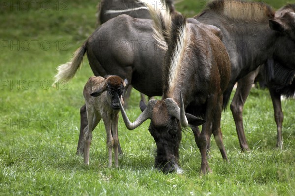 Black Wildebeest (connochaetes gnou), Female with Calf standing on Grass