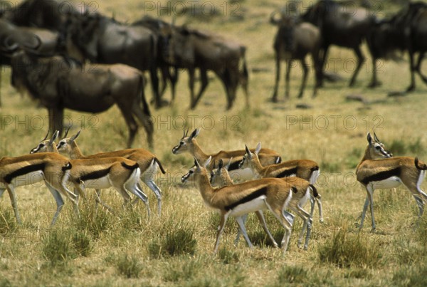 Thomson's Gazelle (gazella) thomsoni and Blue Wildebeest, connochaetes taurinus, Herd, Masai Mara Park in Kenya