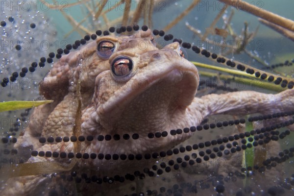 Common toad (Bufo bufo) mating, under water, spawn, Rhineland-Palatinate, Germany, Europe