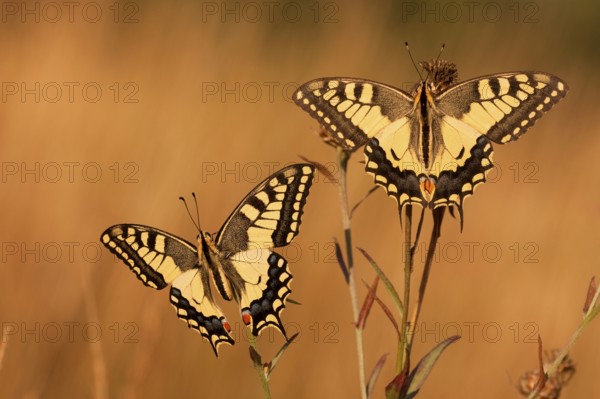 Swallowtail (Papilio machaon) North Rhine-Westphalia, Germany, Europe