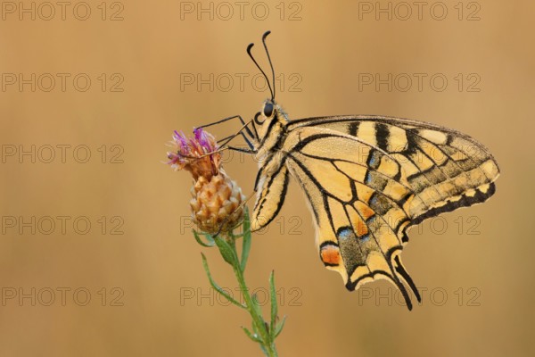 Swallowtail (Papilio machaon) North Rhine-Westphalia, Germany, Europe