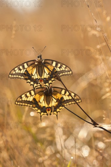 Swallowtail (Papilio machaon) North Rhine-Westphalia, Germany, Europe