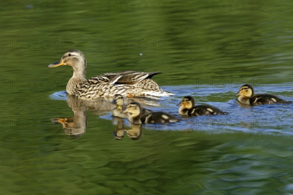 Mallard with young ducklings