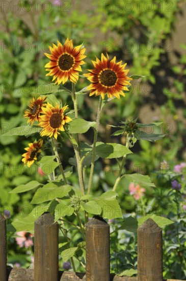 Sunflower (Helianthus annuus), Ring of Fire, red-yellow mottled