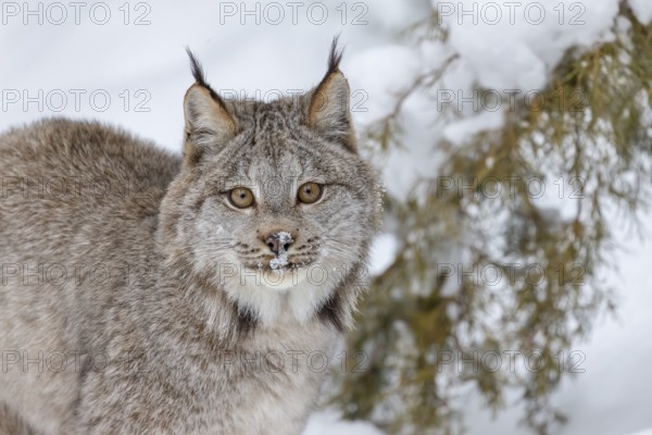 A bobcat hunts for prey in a snowy forest habitat