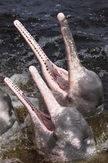 Close up of Pink river dolphins, mouth open, Rio Negro, Novo Airao, Brazil, South America