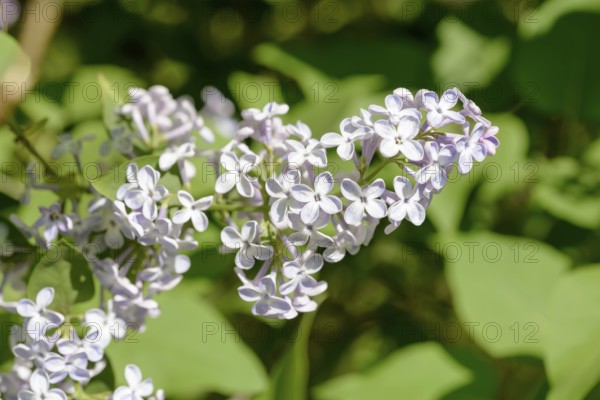 Light purple pink Madame Lemoine Flowers, French Lilac (Syringa Vulgaris), under the warm spring sun