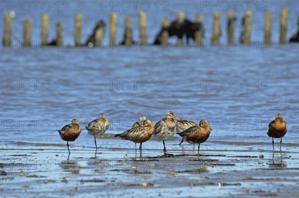 Bar-tailed Godwits in the Wadden Sea on Sylt
