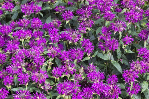 Flowers on display in Alnwick Castle gardens