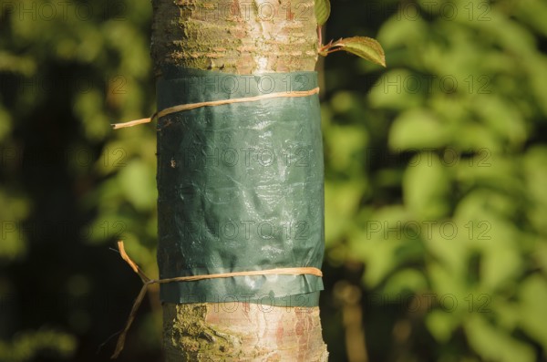 Sticky glue band tied around the trunk of a tree to prevent crawling insects, particularly ants which protect aphids from their predators, and the caterpillars of winter moths from colonising the tree