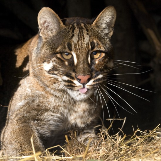Asian Golden Cat or Temminck's Cat, catopuma temmincki, Portrait of Adult