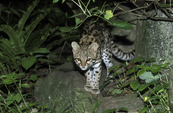 Tiger Cat or Oncilla (leopardus tigrinus), Adult