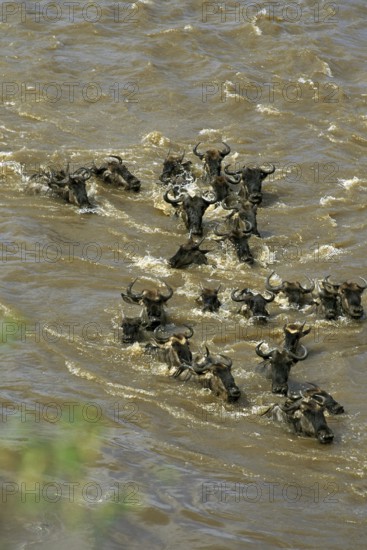 Blue Wildebeest (connochaetes taurinus), Herd crossing Mara River during Migration, Masai Mara Park in Kenya