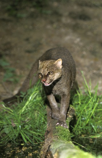Jaguarundi, herpailurus yaguarondi, adult