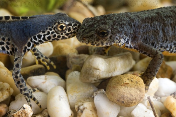 Alpine newts (Triturus alpestris), pair