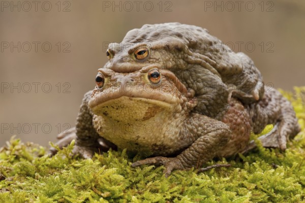 Common toad (Bufo bufo), Mating, Rhineland-Palatinate, Germany, Europe