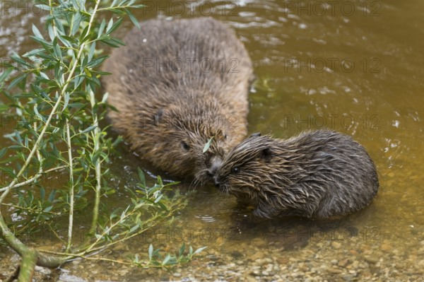 European beaver (Castor fiber) with young, Rosenheim, Bavaria, Germany, Europe