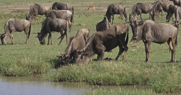 Blue Wildebeest (connochaetes taurinus), Herd during Migration, Masai Mara park in Kenya