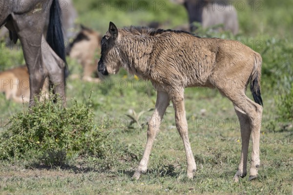 Wildebeest (Connochaetes), calf, newborn, juvenile, young animal, Ndutu Conservation Area, Tanzania, Africa