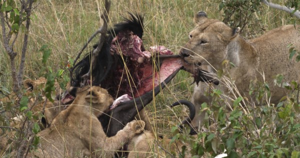 African Lion (panthera leo), Females with a Kill, a Wildebest, Masai Mara Park in Kenya