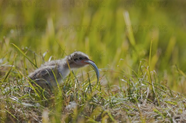 Arctic Tern (Sterna paradisaea), chick with sandeel, Iceland, side, Europe