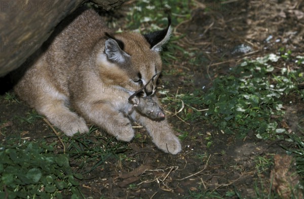 Caracal (caracal caracal), Young with Mouse in Mouth