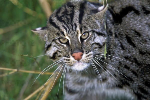 FISHING CAT (prionailurus viverrinus), PORTRAIT OF ADULT