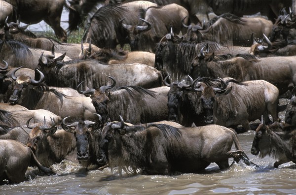 Blue Wildebeest (connochaetes taurinus), Herd crossing Mara River during Migration, Masai Mara park in Kenya