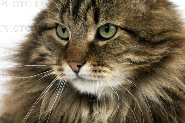 ANGORA DOMESTIC CAT, PORTRAIT OF MALE