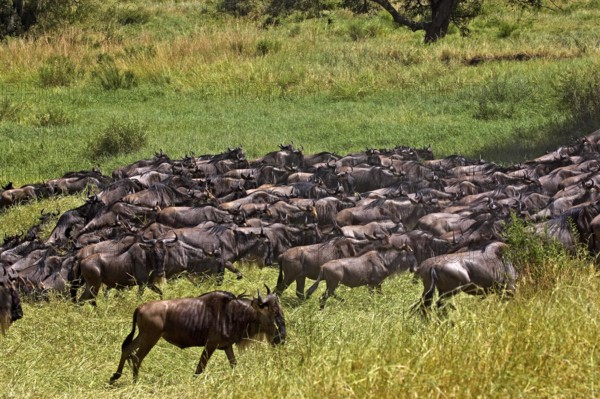Blue Wildebeest (connochaetes taurinus), Herd migrating, Masai Mara Park in Kenya